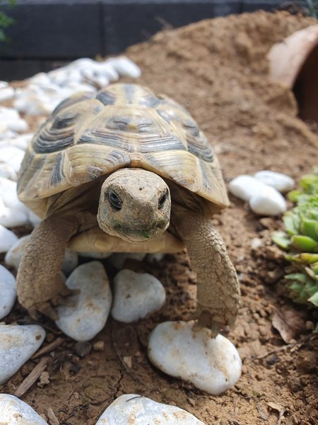 Parc aux tortues